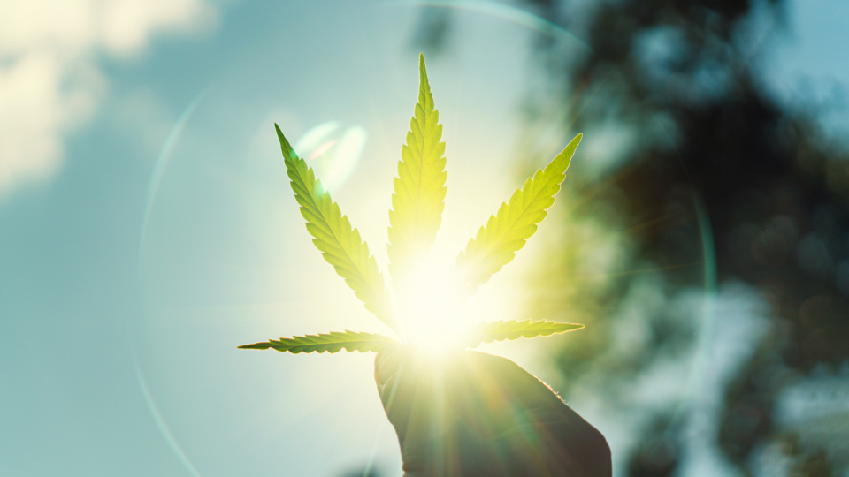 Cannabiskonsum: High im Heim?-Vorschaubild